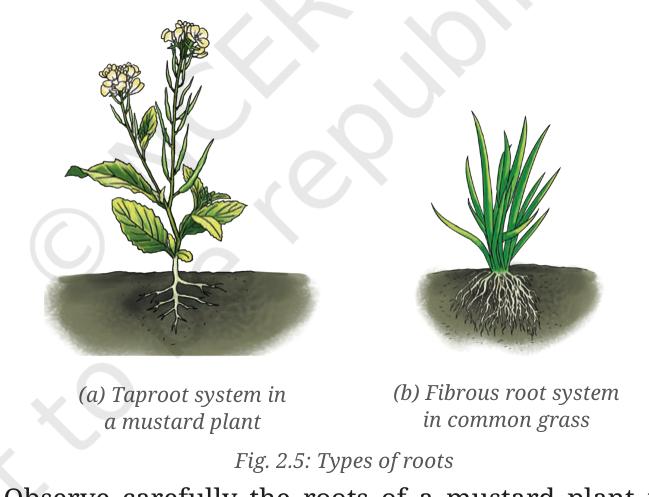 Fig. 2.5 - Types of roots